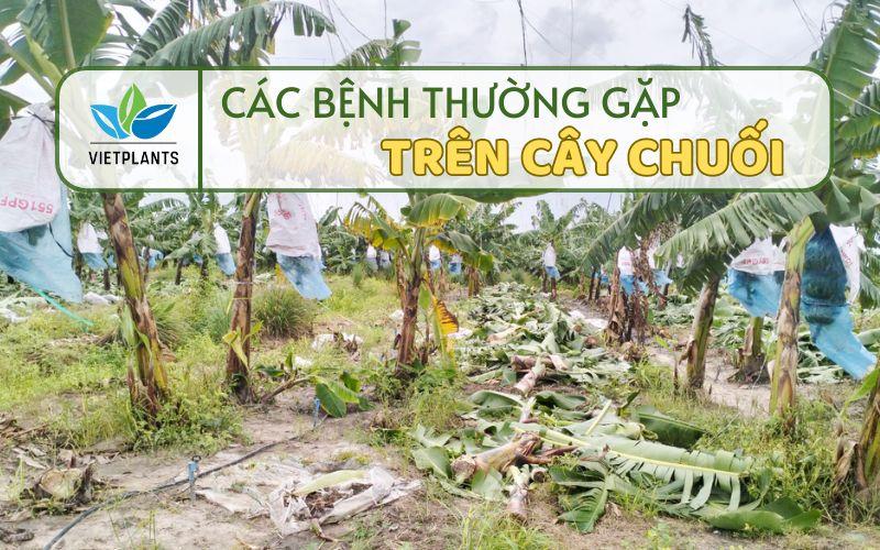 Buồng chuối chín héo úa trên cây