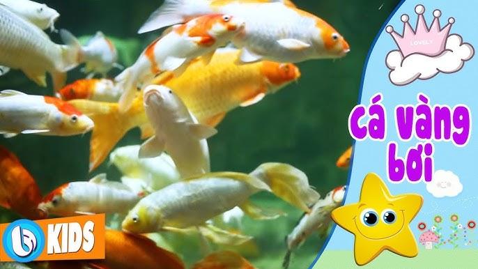 Cá vàng bơi trong bể nước