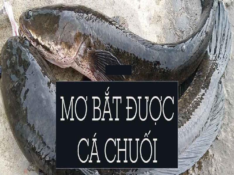 Giấc mơ thấy 2 con cá chuối chết