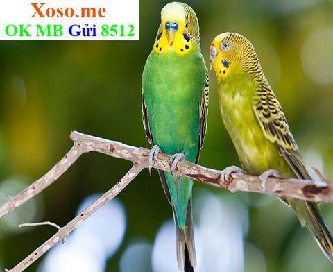 Giải Mã Giấc Mơ Thấy Lội Nước Mênh Mông