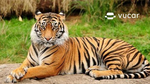 Giết hổ trong mơ: Điềm báo may mắn?