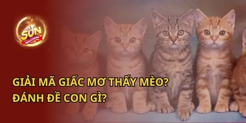 Mèo trắng đang đẻ