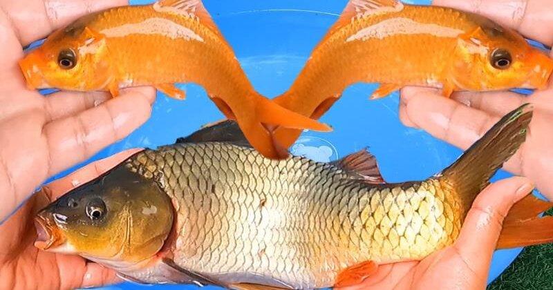 Giải Mã Giấc Mơ Thấy Lội Nước Mênh Mông